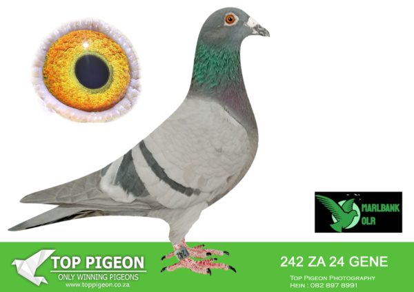 .LOT 6 MARLBANK OLR – JJJ VD LINDE & BANIE T2-ZA-24-GENE-242 –