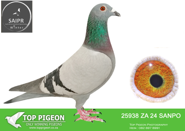 LOT 39 SAIPR AUCTION 2 – KARELAINE-ZA SANPO 25938 2024*** · Dream Warrier –