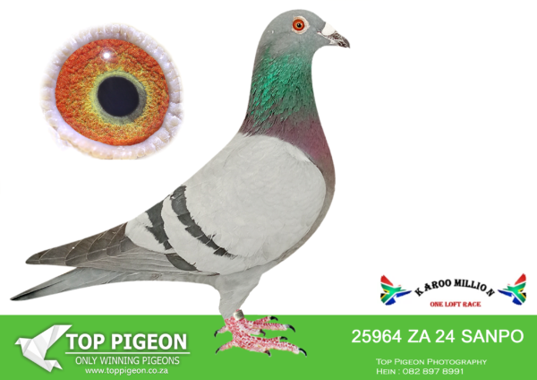 LOT 98 KAROO MILLION OLR – TOPPIGEON / BENEKE LOFTS-25964 SANPO 2024 –