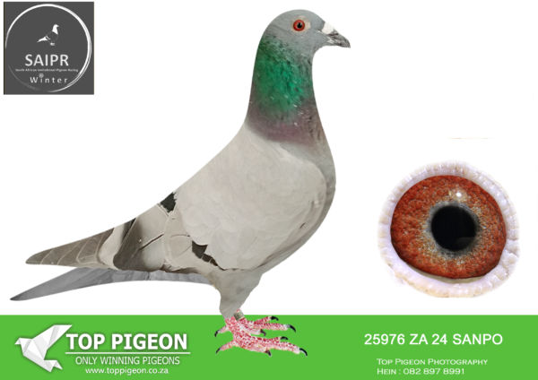 LOT 36 SAIPR AUCTION 2 – Pat Manuel-ZA SANPO 25976 2024*** –