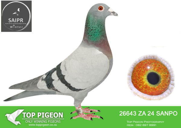 .LOT 1 SAIPR AUCTION 2 – Nico & Justin-ZA SANPO 26643 2024*** –