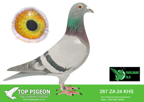 LOT 86 MARLBANK  OLR – FRANCOIS STEINMANN T2-ZA-24-KHS-267 –