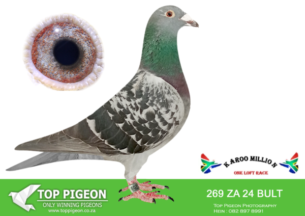 LOT 99 KAROO MILLION OLR – H.E.T LOFTS-269 BULT 2024 -SIRE:219 GWRK 22 ZA.Twilight Turbo Tom Putterie.——–DAM:018 КOSH 20 ZA. KITCHENBRAND BIRDY LINE.SEE PEDIGREE!!!