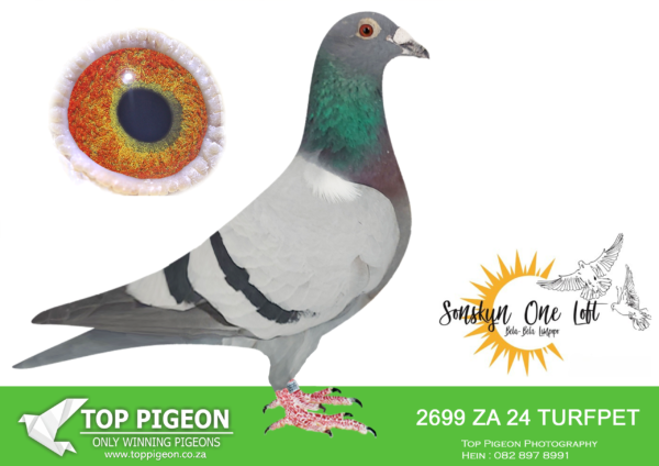 .LOT 7 SONSKYN OLR – BRETT JAMES – ZA 24 TURFPET 2699 -Full sister to “Blue Moon” • 1e Ace Dinokeng Lofts 2025. • 1e Final Dinokeng 655km 2025—————SIRE:ZA-2019-GPU-14090.Father to “Evelyn” • 32e Race 2 (Equal Winner) • 12e Race 3 (Equal Winner) • 14e Race 4 (Equal Winner) • 19e Race 7 (Equal Winner) (Winning R10 000.00).———–DAM:ZA-2022-CYRL-365 Joe Gomes.ZA-2022-CYRL-365 Joe Gomes.SEE PEDIGREE!!!