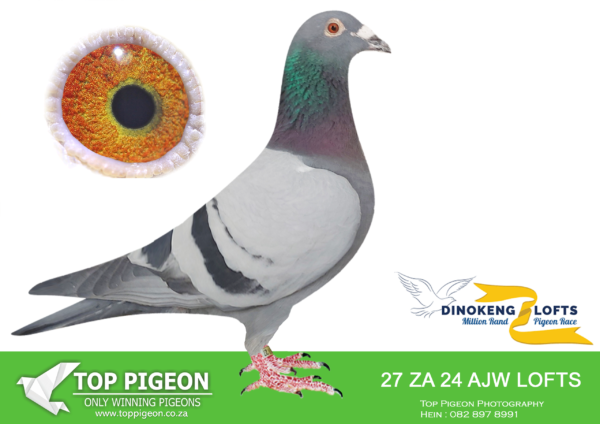 LOT 44 DINOKENG OLR – TEAM HARVARD-ZA AJW LOFTS 24- 27 COCK -R4 – 12th R5,000 EQUAL WINNER.
