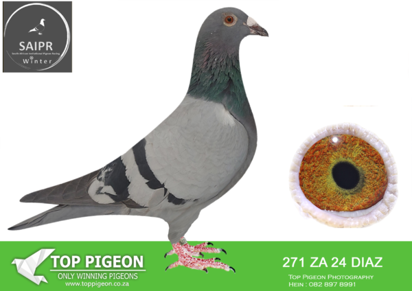 LOT 49 SAIPR AUCTION B -Diaz olr-za diaz 24 271 · CHALLENGE –