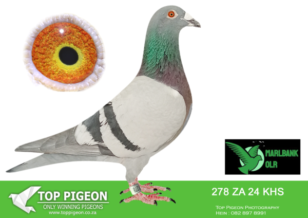 LOT 30 MARLBANK OLR – FRANCOIS STEINMANN T3-ZA-24-KHS-278 –