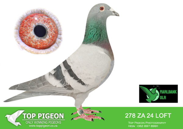 LOT 66 MARLBANK OLR – TWO TOPPIES AND A PRINCESS-ZA-24-EIN-278 –