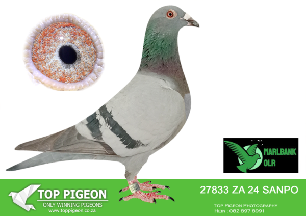 LOT 53 MARLBANK OLR – ANDRE GREYLING T2-ZA-24-SANPO-27833 –