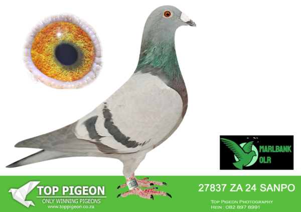Z..LOT 134 MARLBANK  OLR – ANDRE GREYLING T1-ZA-24-SANPO-27837 –