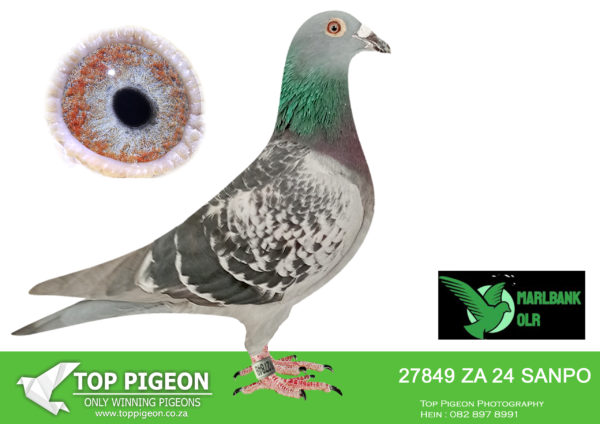 Z..LOT 127 MARLBANK  OLR – KOOS MEIRING-ZA-24-SANPO-27849 –