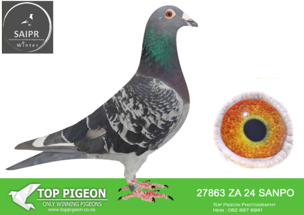 LOT 13 SAIPR AUCTION A – Ninja 3-ZA SANPO 27863 2024*** -SIRE:124 ZA 21 VPU .NINJA LOFTS.——-DAM:1790 ZA 17 VPU. NINJA LOFTS.SEE PEDIGREE!!!