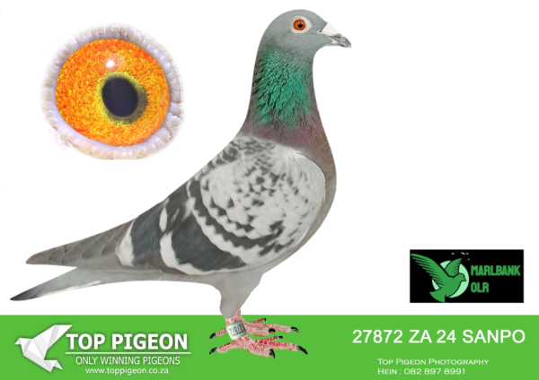 LOT 46 MARLBANK OLR – MARTIN REINECKE-ZA-24-SANPO-27872 –