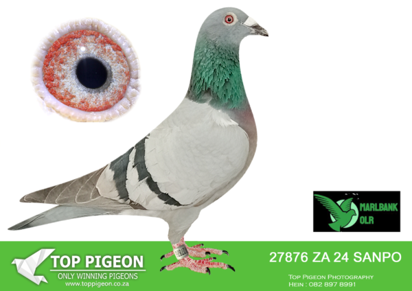 LOT 10 MARLBANK OLR – MARTIN REINECKE-ZA-24-SANPO-27876 –