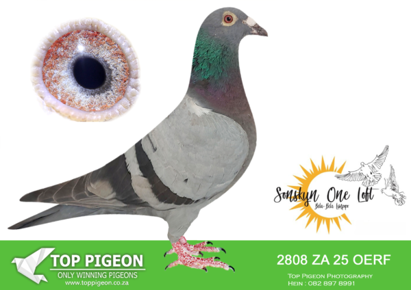 LOT 23 SONSKYN OLR -BRETT JAMES – ZA 25 OERF 2808 –