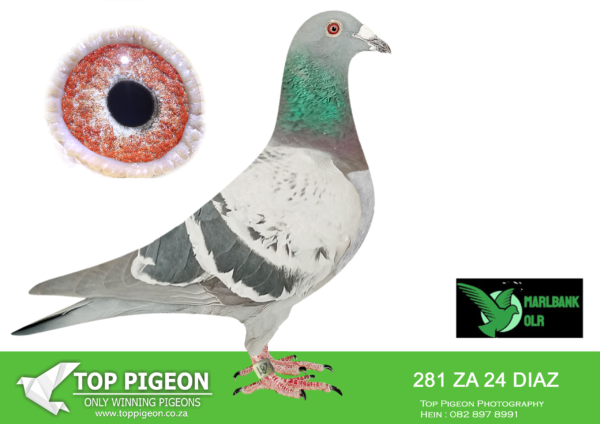 LOT 70 MARLBANK OLR – PHILLIPS & ENGELBRECHT-ZA-24-DIAZ-281 –