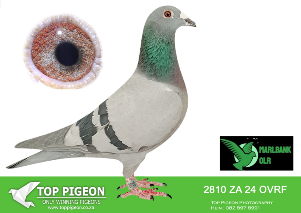 LOT 97 MARLBANK  OLR – MAGETZANE & POENA 2-ZA-24-OVRF-2810 –