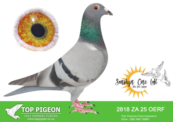 .LOT 4 SONSKYN OLR – J&G – ZA 25 OERF 2818 -Full sister to “Blue Moon” • 1e Ace Dinokeng Lofts 2025. • 1e Final Dinokeng 655km 2025—————SIRE:ZA-2019-GPU-14090.Father to “Evelyn” • 32e Race 2 (Equal Winner) • 12e Race 3 (Equal Winner) • 14e Race 4 (Equal Winner) • 19e Race 7 (Equal Winner) (Winning R10 000.00).———–DAM:ZA-2022-CYRL-365 Joe Gomes.ZA-2022-CYRL-365 Joe Gomes.SEE PEDIGREE!!!