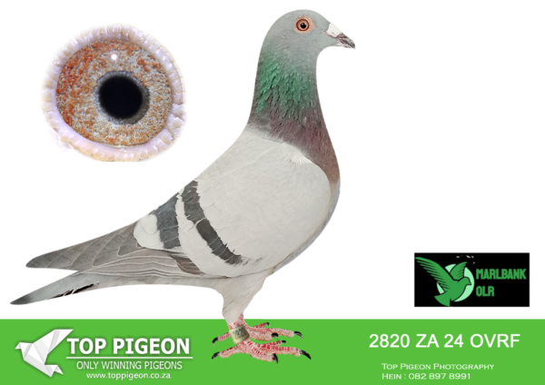 LOT 54 MARLBANK OLR – MAGETZANE & POENA 1-ZA-24-OVRF-2820 –