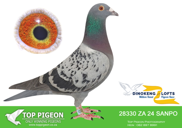 LOT 26 DINOKENG OLR – DESERT QUEEN RACING PIGEONS-ZA SANPO 24- 28330 HEN -R5 – 19th R5,000———–SIRE ZA DPL 11/23 “SHY LAD” BCHWF.DIEPLAAGTE & STERKFONTEIN LOFTS PROMISING YOUNG COCK AND A VERY GOOD HANDLER.————DAM ZA OERF 4816/20 “SHARON” BBAR. DESERT QUEEN / GOUDEN BRONZE 5x CLUBWINNER, 2x FEDERATION WINNER & 1x 2ND FEDERATION, 1x 2ND COMBINE. MOTHER TO: 3429/22 STONEY – REDDERSBURG WINNER.SEE PEDIGREE!!!
