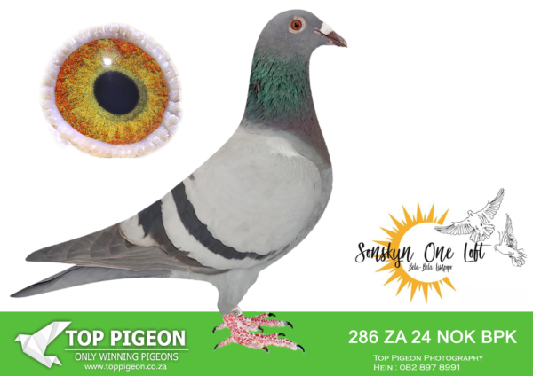 LOT 10 SONSKYN OLR -BRETT JAMES – ZA 24 NOK BPK 286 -SIRE:ZA-2017-GPU-2430 “SUPERSTAR” Joe Gomes Blue • 2x Sanpo Gold Medal 2019. • Sanpo Gold Winner Short Dist. 2019. • Sanpo Gold Winner Ovwerall Dist. 2019. • 6e Best Bird ever in Sanpo. =============DAM:ZA-2020-OERF-5001 Joe Gomes Daughter “Lucky Charm” • 1e Ace Sonskyn Lofts 2019. • 1e Hotspot Sonskyn 380km • 2e Hotspot Sonskyn 236km 2019. • 2e Short Dist. Champ Sonskyn 2019. • 2e Middle Dist. Champ Sonskyn 2019..SEE PEDIGREE!!!