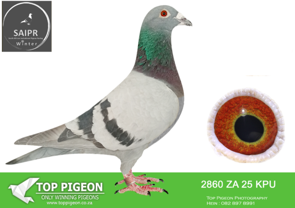 LOT 45 SAIPR AUCTION 2 – TEAM RISE UP & WILANI-ZA KPU 2860 2025*** -BRED BY BRILL HOKKE ————SIRE:ZAD WRRPA 16 3266. KAASBOER SABLON. DOUBLE WINNER FOR BRILL HOKKE.———DAM:ZA 22 MPKD 86 . SUPER RACER.SAME BRED AS- Challenge Race SAPIR 2022. 2nd Kroonstad Training. 4th Springfontein Hotspot 4 SAPIR 2022 – EQUAL WINNER! BRED 9135 SAIPR HOTSPOT ACE WINTER 2024..SEE PEDIGREE!!!