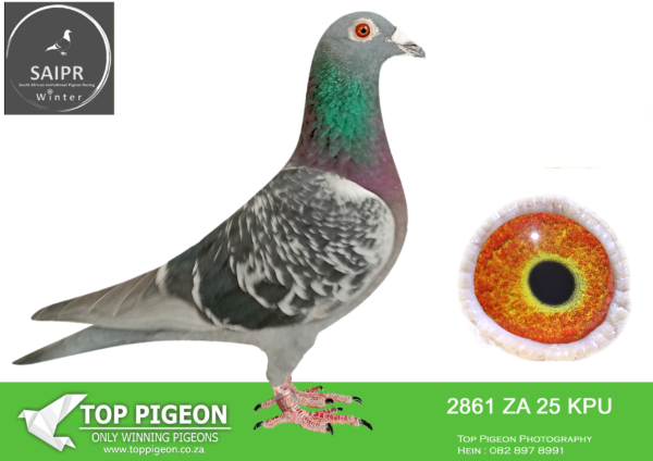 LOT 68 SAIPR AUCTION 2 – Coenie Hattingh-ZA KPU 2861 2025 · CHALLENGE –