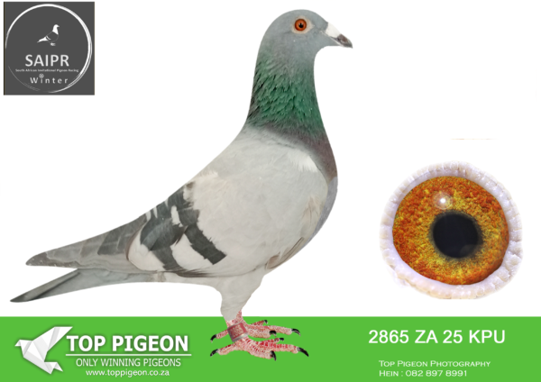 .LOT 5 SAIPR AUCTION 2 – Coenie Hattingh-ZA KPU 2865 2025 · ——BRED BY BRILL HOKKE—–SIRE:-ZA GPU 3079 ’23 -Bred from out best Sablon x Carelly X Tom Lock Genetics. Sire, WHITAKER, direct son to BOYTJIE x JBM’s GIRL. Full brother to ROCKY who bred PILOT EYE 4th ACE bird Dinokeng OLR 2020 & 8th Barzalona race 2020. ROCKY is grandfather to MISS NAVIGATOR, Bakkie Winner at Dinokeng OLR 2021. ROCKY is grandfather to STORM CHASER, 1st winner by 4 min Dinokeng OLR Final 2022 & grandfather to OCEAN BREEZE, equal winner 2nd by 4 min Dinokeng OLR Final 2022. Dam, CARELLY TOPS, bred back 4 times to GOLDEN CARELLY. CARELLY TOPS superbreeder for Jaco Faul.———–DAM:ZA 23 KPUD 285 . SUPER RACER FOR BRILL HOKKE. KAASBOER/JOHNNY BOY/TOM LOCK. SAME BRED AS- Challenge Race SAPIR 2022. 2nd Kroonstad Training. 4th Springfontein Hotspot 4 SAPIR 2022 – EQUAL WINNER! BRED 9135 SAIPR HOTSPOT ACE WINTER 2024..SEE PEDIGREE!!!