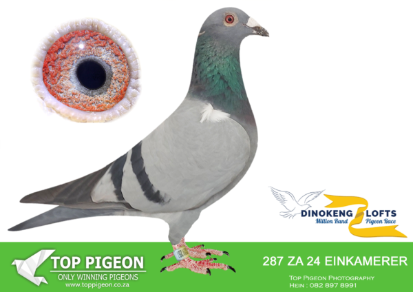 .LOT 7 DINOKENG OLR – LOFT EINKAMERER-ZA LOFT EINKAMERER 24- 287 HEN -DOMINIQUE 2-346 – R5 – 5th R12,500 EQUAL WINNER ————SIRE:ZA 22 0057.EINKAMERER.THIS COCK IS FULL BROTHER TO DAM OF TRIPPLE XXX AFRIKAPRO FINAL 2023 WINNER FOR LEN KNOETZE.———–DAM:ZA 20 SRSP 893. EINKAMERER. THIS IS DIRECT CHILD TO “BLACKBIRD” AND “BALONNEKE”.SEE PEDIGREE!!!