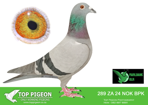 LOT 90 MARLBANK  OLR – KOEKEMOER & JOE GOMES-ZA-24-NOK/BPK-289 –
