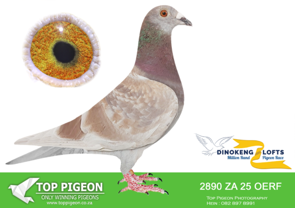 LOT 17 DINOKENG OLR – LES WINDLE-ZA OERF 25- 2890  COCK – R4 – 14th R5,000 EQUAL WINNER /R6 – 25th R5,000———–SIRE:ZA-2019-GPU-14029 “JET MIRAGE” Joe Gomes Half-brother to “Checo” • 22e Ace Bird Saipr Summer 2025. • 68e Final Saipr Summer 2025. • 86e Hotspot 4 Saipr Summer 2025. • 86e Hotspot 3 Saipr Summer 2025. • 188e Hotspot 2 Saipr Summer 2025. • 164e Hotspot 1 Saipr Summer 2025. ========DAM:ZA-2022-MASK-3674 “BUSHVELD QUEEN” J&T Engelbrecht Mealy • 217e Race 14 Afrika Pro Series 2023. • 587e Race 13 Afrika Pro Series 2023. • 337e Race 12 Afrika Pro Series 2023. • 549e Race 11 Afrika Pro Series 2023. • 290e Race 10 Afrika Pro Series 2023. • 332e Race 9 Afrika Pro Series 2023. • 183e Race 8 Afrika Pro Series 2023. • 275e Race 7 Afrika Pro Series 2023.SEE PEDIGREE!!!