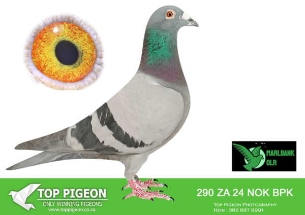 LOT 31 MARLBANK OLR – KOEKEMOER & JOE GOMES-ZA-24-NOK/BPK-290 –