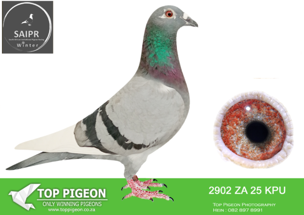 z..LOT 124 SAIPR AUCTION 2 -BENEKE LOFTS/TOPPIGEON-ZA KPU 2902 2025*** –
