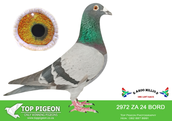 Z..LOT 111 KAROO MILLION OLR – KEI LOFTS-2972 BORD 2024 -A COMBINATION OF PUTTERIES FROM GEORGIE REED AND TROOS BRITS. THEY DO WELL OVER THE DISTANCE WHEN THE VELOCITY DROPS TO 1000M РER MINUTE. IT WAS THE 30TH BEST BIRD IN CRADOCK 2025.SEE PEDIGREE!!!