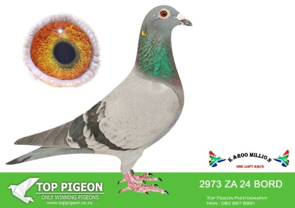Z..LOT 114 KAROO MILLION OLR – KEI LOFTS-2973 BORD 2024 -SIRE:911 ZA 23 BORD.Alias “EMERGENCY Strain: SUPERCRACK/SCHELLENS. Color: B/C.———DAM:20108 ZA 22 ZA.Strain: AFLBRECHT/DE SCHRIIVER NO Color. PENCIL BLUE.SEE PEDIGREE!!!