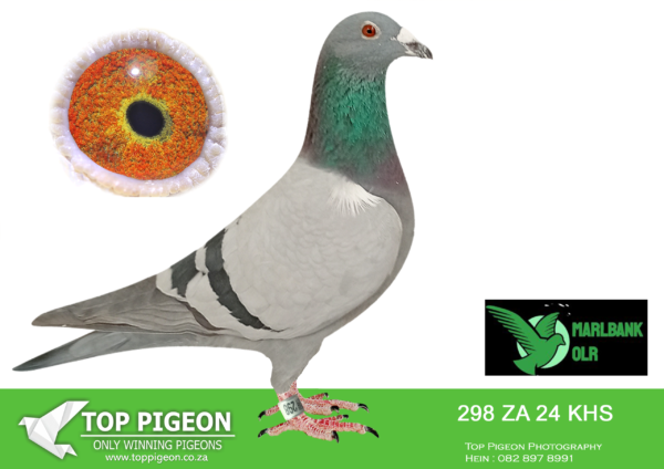 .LOT 3 MARLBANK OLR – FRANCOIS STEINMANN T4-ZA-24-KHS-298 –