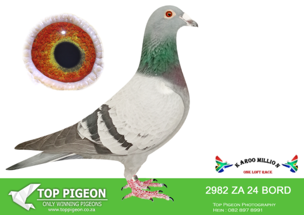 Z..LOT 116 KAROO MILLION OLR – KEI LOFTS-2982 BORD 2024 -SIRE:5842 ZA 14 BORD.Strain: JANSSEN/PUTTERIE Color. RED CHECK BRILLIANT PIGEONS THE WHOLE FAMILY (BRED THE SAME) WERE ALL WINNERS/BEST BIRDS CLUB AND UNION .———–DAM:947 ZA 23 BORD Strain: Aolbrecht/Koopman De Ra/S Colar. B/B/WIF.SEE PEDIGREE!!!
