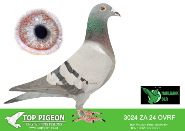 Z..LOT 131 MARLBANK  OLR – MAGETZANE & POENA 1-ZA-24-OVRF-3024 –