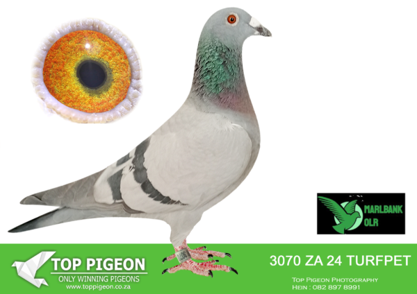 LOT 51 MARLBANK OLR – GR SWANEPOEL T1-ZA-24-TURFPET-3070 –