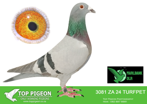 Z..LOT 138 MARLBANK  OLR – GR SWANEPOEL T1-ZA-24-TURFPET-3081 –