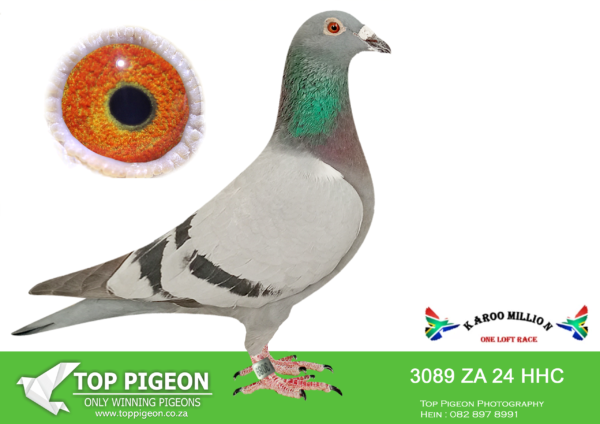 Z..LOT 104 KAROO MILLION OLR – CLAVE MBERI-3089 HHC 2024 -SIRE:2416 ZA 19 ZULU.BADENHORST ACE LINE.———-DAM:2394 ZA 22 MIDL. CLAUSING/OSWALD.SEE PEDIGREE!!!