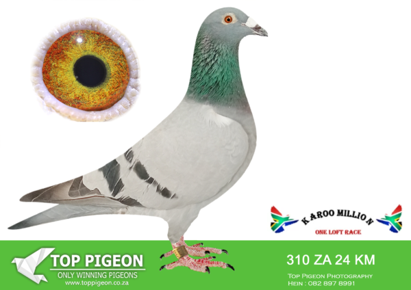 LOT 13 KAROO MILLION OLR – ANTON SCHONKEN-310 KAROO MILLION 2024 -SIRE:124 ZA 23 HOBY.Alias “Joker” Strain: Baetenburg/BDS/Ganus Color: Blue Bar From 1st place Portugal Golden Algarve Final Race and 2nd Place Final Golden Algarve Portugal.————–DAM:187 ZA 23 HOВY.Alias “Hoosier Lady” Strain: Hardy Kruger/BDS/Gaby Color: BB Bred from Hoosier 7th place winner and best of Gaby Bliksem Bloodline.SEE PEDIGREE!!!