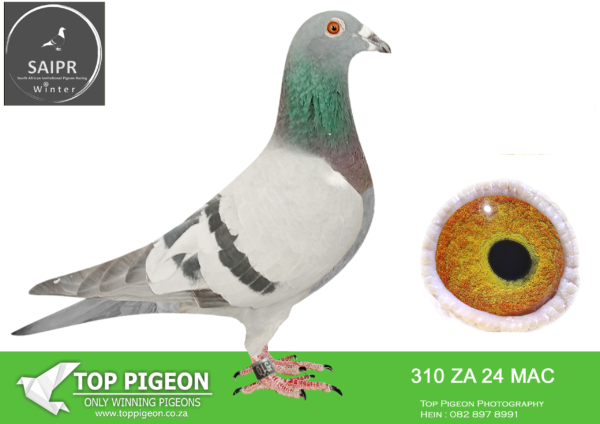 LOT 12 SAIPR AUCTION 2 – Ninja 1-za mac 24 310 *** –