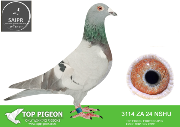 z..LOT 123 SAIPR AUCTION 2 -Team Solventis-ZA NSHU 3114 2024*** –