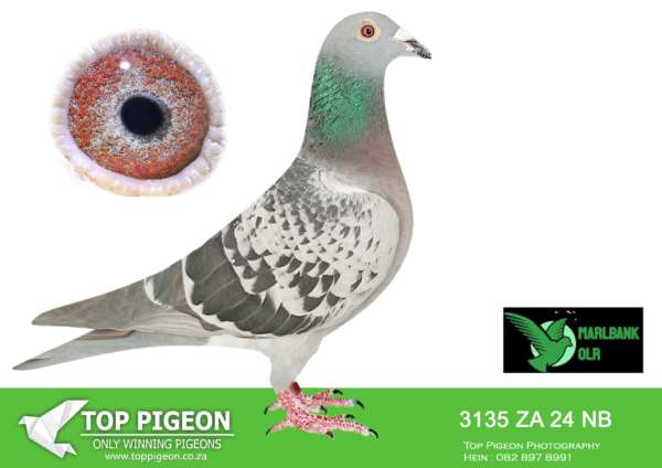 Z..LOT 108 MARLBANK  OLR – GULLET & SON T1-ZA-24-NB-3135 –