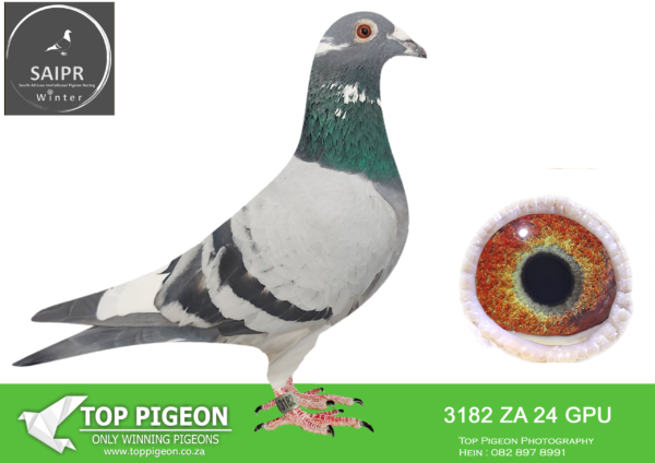 .LOT 3 SAIPR AUCTION A – Hans de Noon- za gpu 24 3182*** -SIRE:5752 ZA 22 GPU .Strain: Morey Tom Lock R80 000 Color: Blue Bar .————-DAM:1151 ZA 23 ABL.Strain: Dirk Van Den Bulck Color: Blue Bar Pied. HALF SISTER TO SANPO GOLD MEDAL WINNER “AMIRA” WHICH WERE SOLD FOR R252 000.00 ON TOPPIGEON!!!!