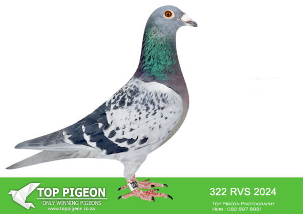LOT 16 KAROO MILLION SPECIALIST -CHARLES BEN B TEAM – ZA 24 RVS 322 -SIRE:SA BORDER 13 57386 “Beertiie” Benn Generation BC Son off my click pair and Gson “Chico” the loft Base Cock Great producer. Brother to multiple Union winners and he is a tremendous producer with The “Golden Gaby Thread of Kleinen” on both sides of his pedigree..————DAM:SA BORDER 17 1027 “Harletjie” De Zutter BB Scored 7 top positions then to stock and she is a proven breeder, with three of the loft foundation birds in her ped. with that “Golden Gaby Thread of Kleinen” on both sides. Chico was 5th Nat 3z Bourges 10,759p. His Son “Ducus” 26th National same race 2006.SEE PEDIGREE!!!