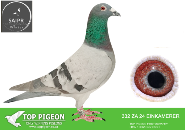 LOT 60 SAIPR AUCTION 2 – Loft Einkamerer 1-ZA EINKAMERER 332 2024*** -SIRE:ZA 18 SRPV 1590. BRED DIRECTLY OUT OF PIZZARO AND APPLE 2.————DAM: 783 SRSP 20 . EINKAMERER .this is bred of black bird and balonneke.SEE PEDIGREE!
