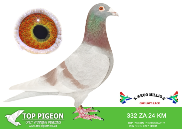 Z..LOT 121 KAROO MILLION OLR – RIDGE LOFTS-332 KAROO MILLION 2024 -SIRE:15369 14 ZA. SPRITZY.———DAM:13526 13 ZA.SPRITZY.SEE PEDIGREE!!!