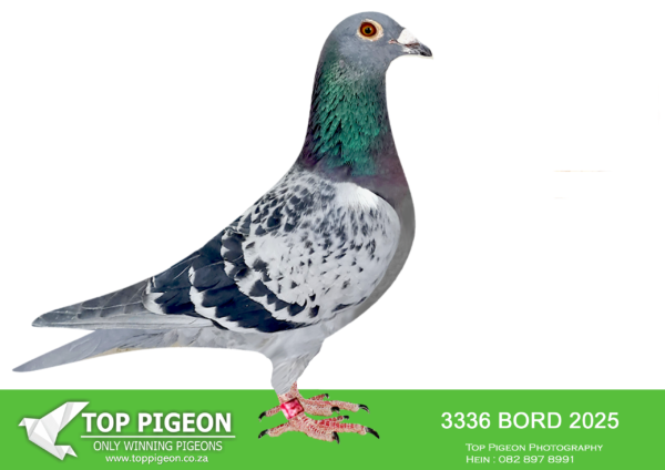 LOT 26 KAROO MILLION SPECIALIST -OUDELUCK – ZA 25 BORD 3336 -ACE PIGEON , 7TH FINAL , 2ND RACE 1 , 4TH RACE 3 , 6TH RACE 5———SIRE:DV-23-05536-148 . RACED AT AFRIKAPRO BUT GOT INJURED AFTER RACE 3.SIRE IS SON TO WORLD FAMOUS “PRINCE PORSCHE”.——–DAM:AU 23 HASH 69. INBRED BEST KITTEL/GANUS. DAM IS DOUBLE GRAND DAUGHTER TO “JUNIOR” WHICH IS ONE OF THE BEST SONS OF BEST KITTEL.SEE PEDIGREE!!!